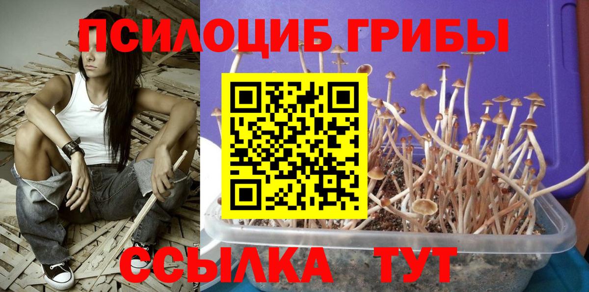 Псилоцибиновые грибы Psilocybine cubensis Дербент